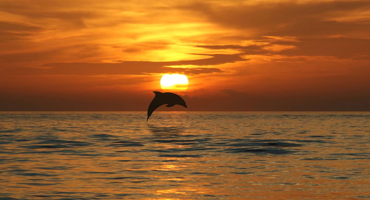Закат на море с дельфинами